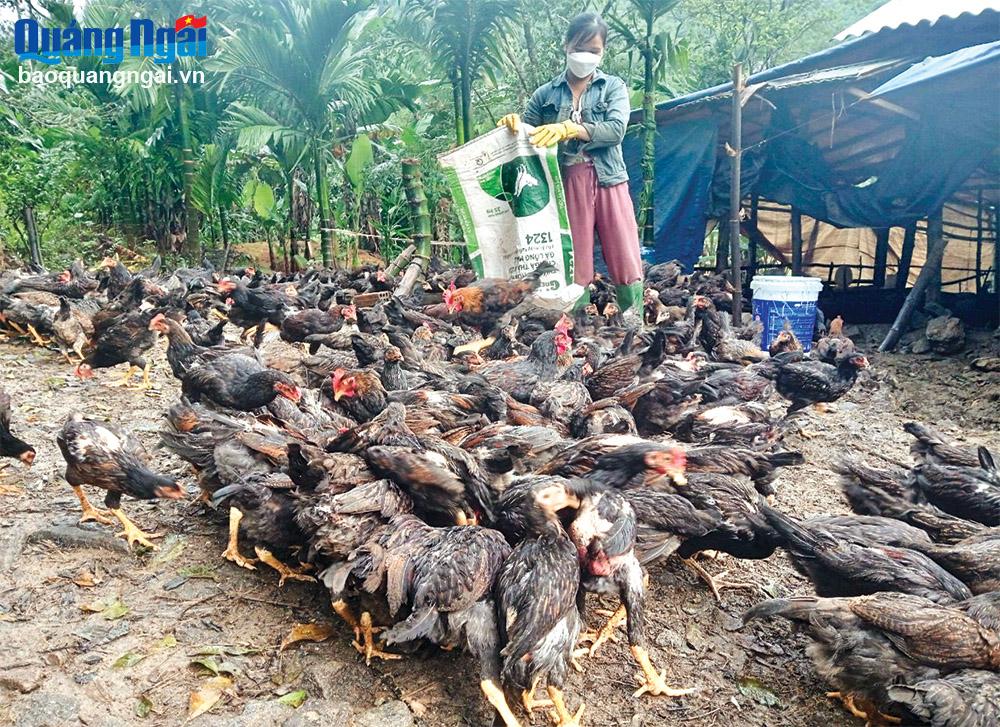 Hỗ trợ sinh kế cho người nghèo