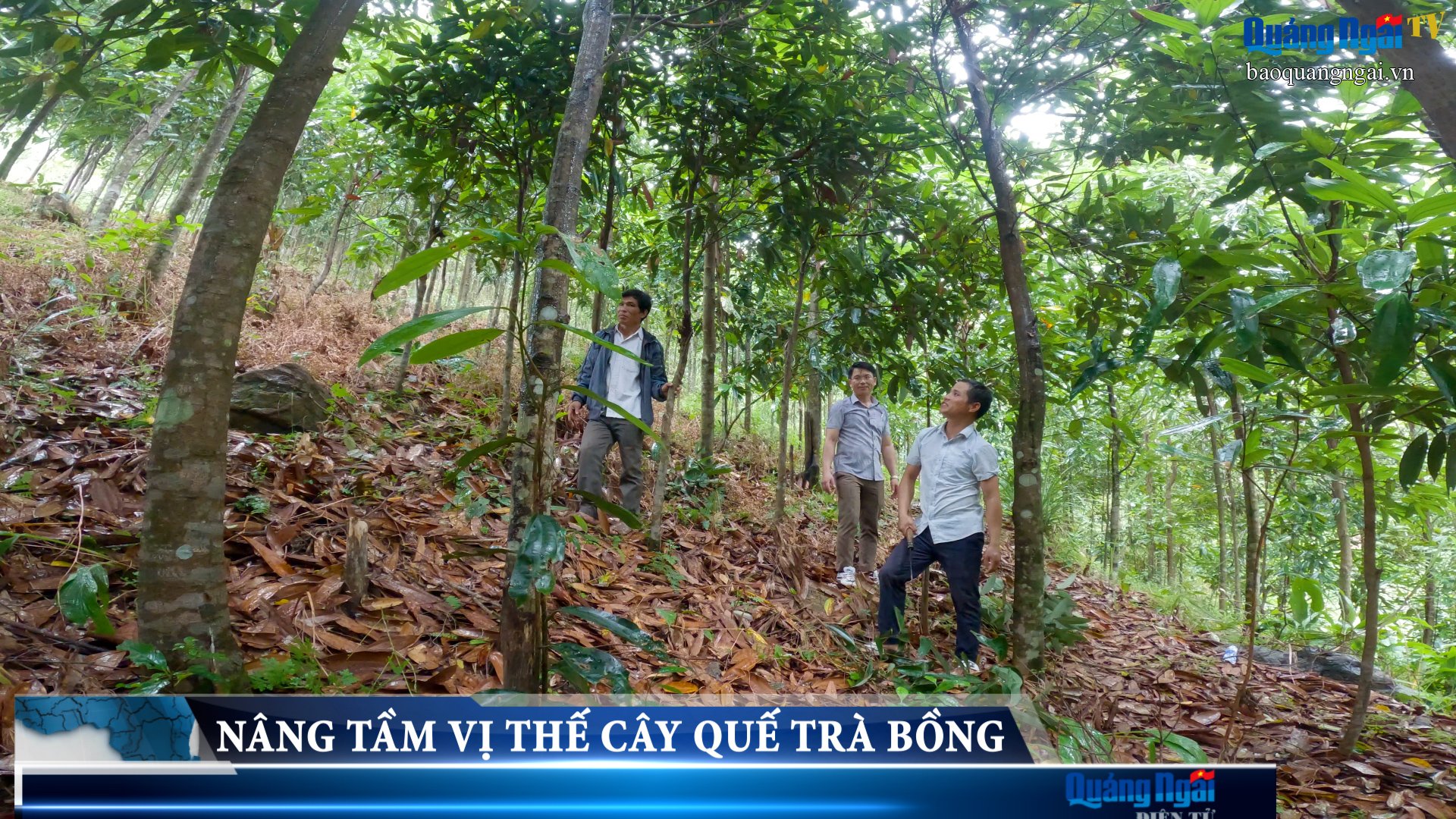 Video: Nâng tầm vị thế cây quế Trà Bồng
