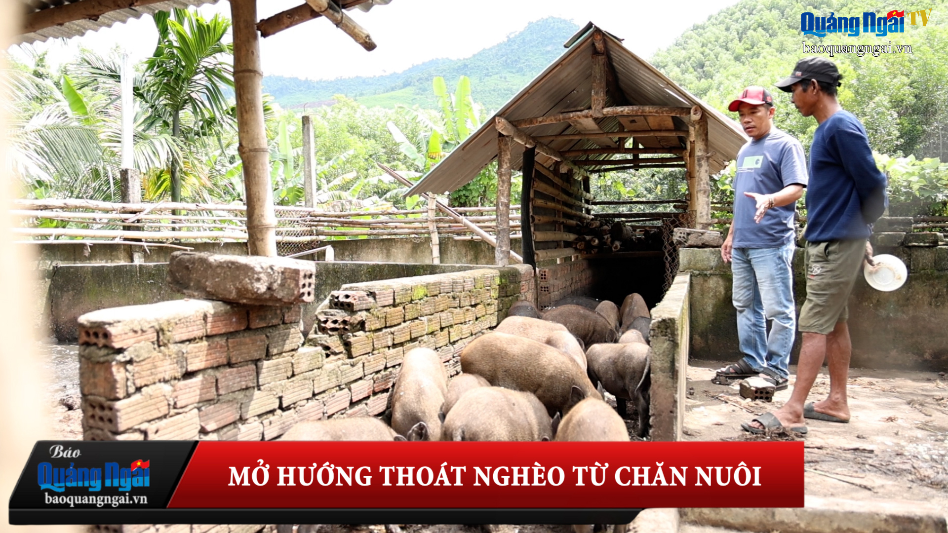 [Video]. Mở hướng thoát nghèo từ chăn nuôi