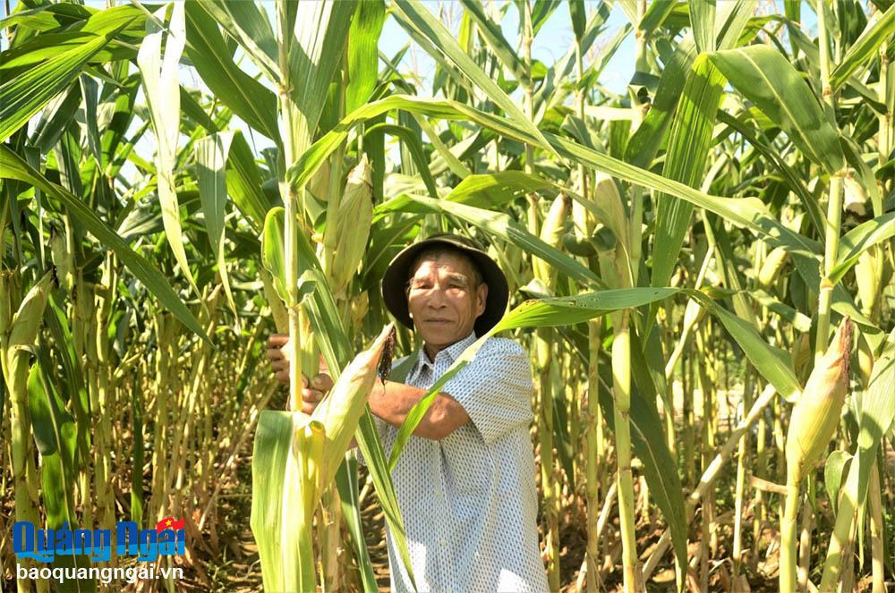 Nhiều mô hình khuyến nông hiệu quả