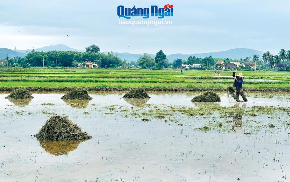 Sẵn sàng cho vụ sản xuất đông xuân 2024 - 2025