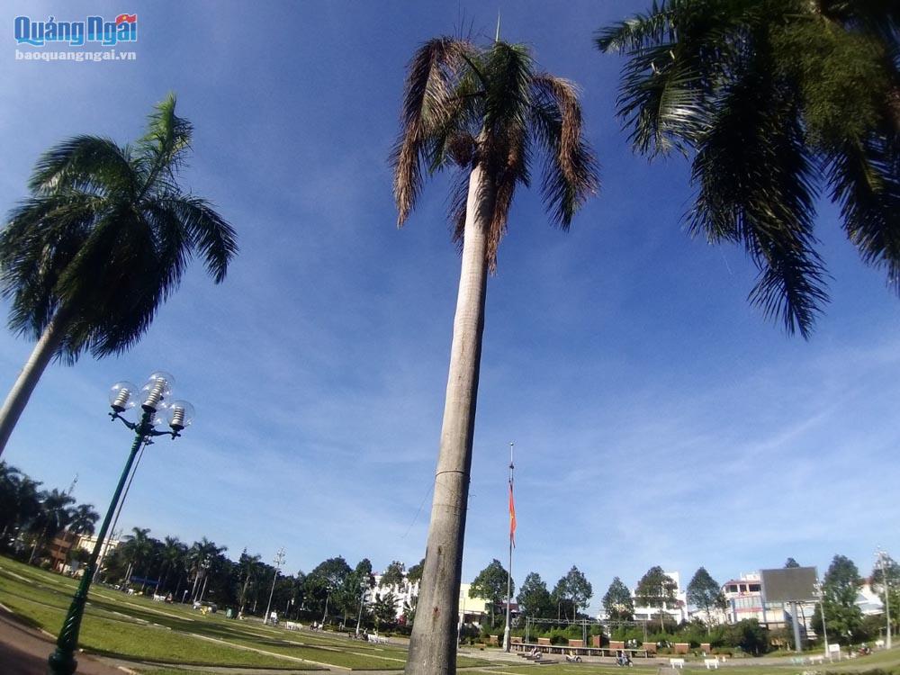 Nhiều cây xanh ở khu vực Quảng trường bị chết, khô cành gây nguy hiểm cho người dân